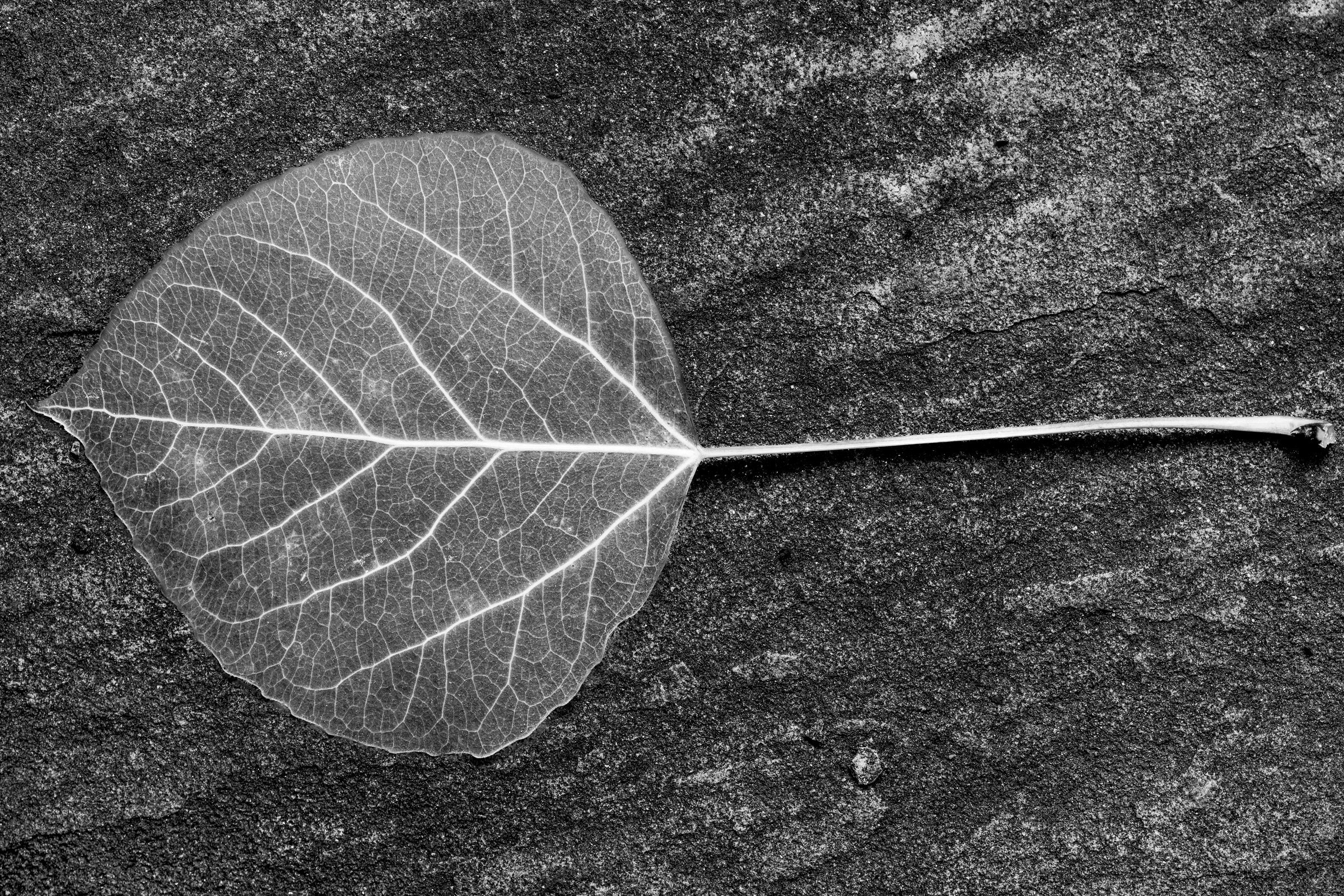Aspen Leaf